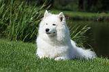 SAMOYEDE 028